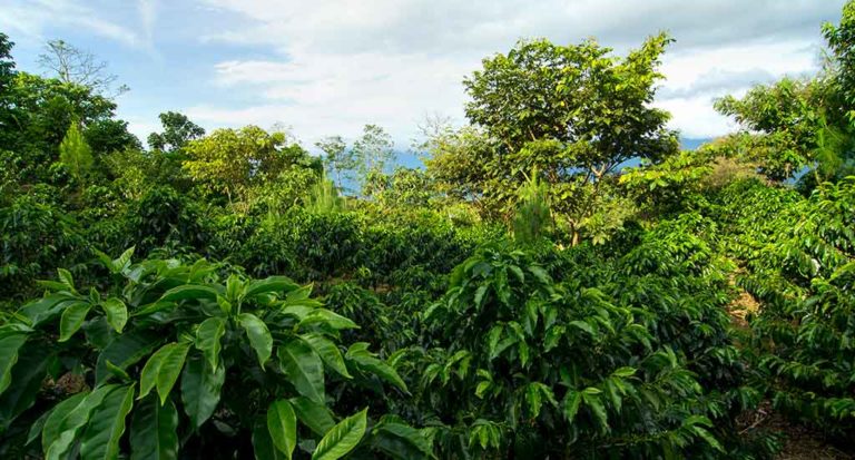 qti-itinerary-agriculture-coffee-3