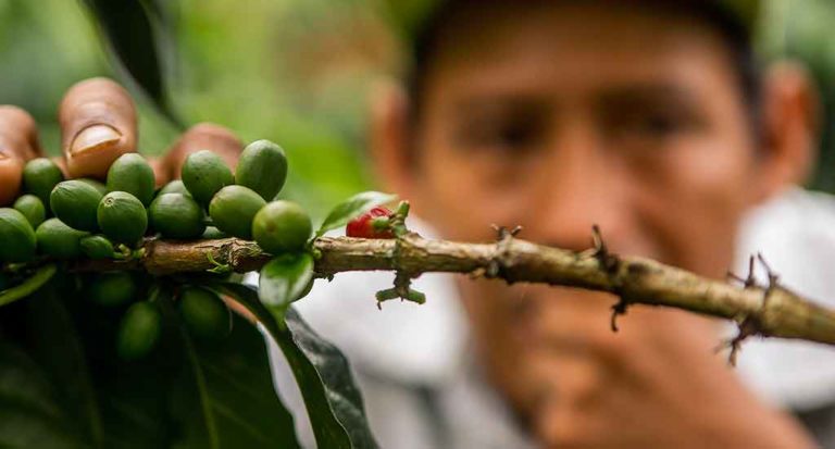 qti-itinerary-agriculture-coffee-4