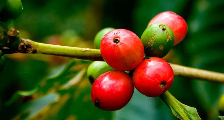 qti-itinerary-agriculture-coffee-5