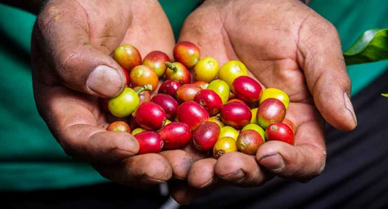 qti-itinerary-agriculture-coffee-6