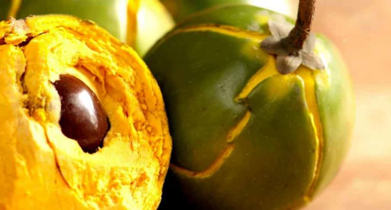 qti-itinerary-agriculture-lucuma-1