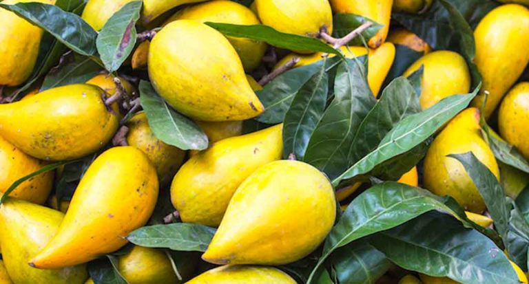 qti-itinerary-agriculture-lucuma-3