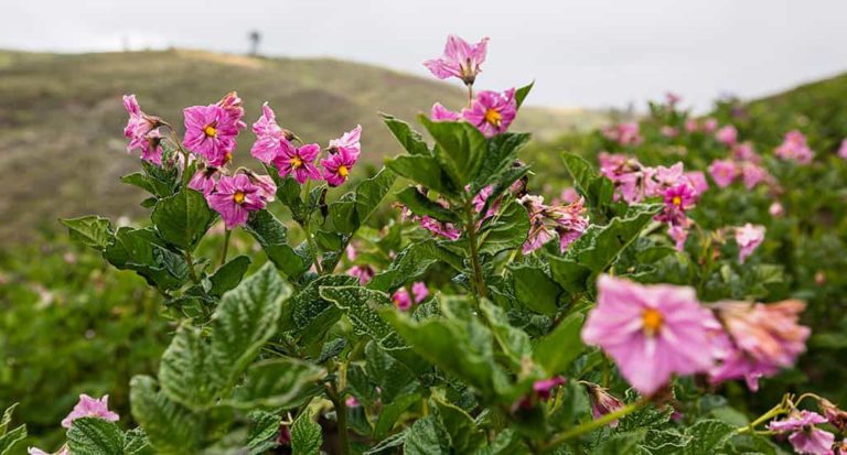 qti-itinerary-agriculture-potato-12