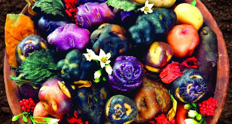 qti-itinerary-agriculture-potato-14
