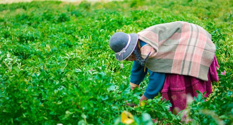 qti-itinerary-agriculture-potato-3