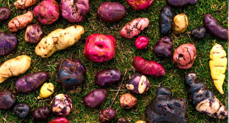 qti-itinerary-agriculture-potato-4