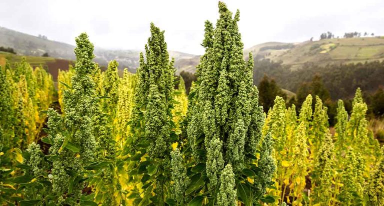 qti-itinerary-agriculture-quinoa-2