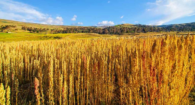 qti-itinerary-agriculture-quinoa-8