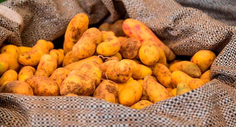 qti-itinerary-agriculture-tuberculos-2