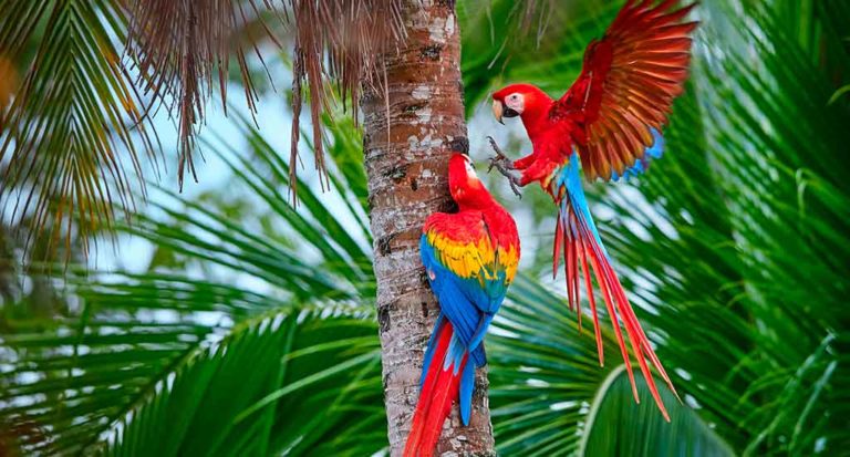 qti-itinerary-amazonas-46
