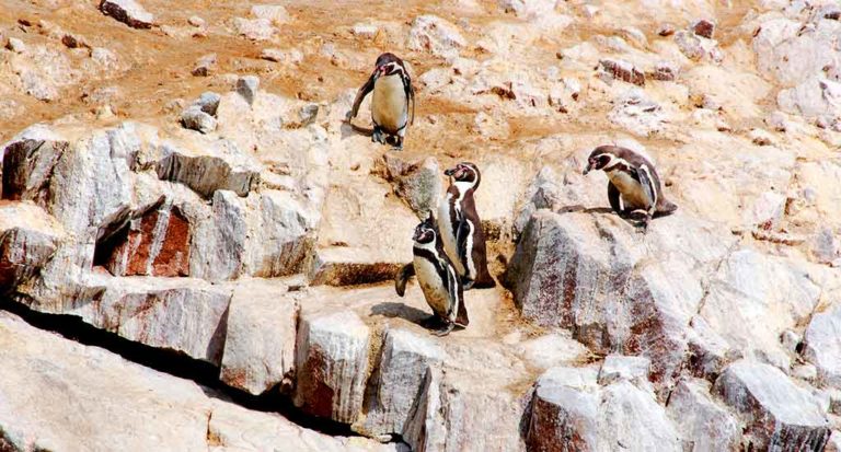qti-itinerary-ica-ballestas-2