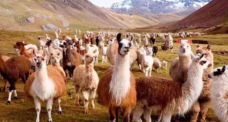 qti-itinerary-sacred-valley-20