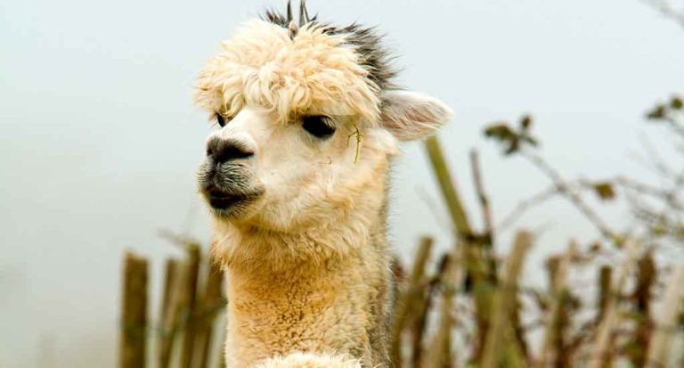 qti-itinerary-sacred-valley-26